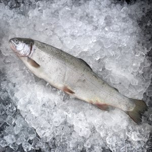 Форель свежая непотрошеная (вес 700 - 1000 гр.)