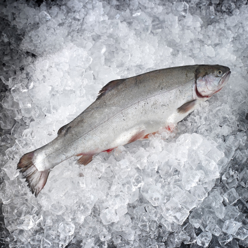 Форель свежая потрошеная (вес 600 - 900 гр.)